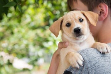 A Guide to Choosing the Perfect Puppy for Your Home